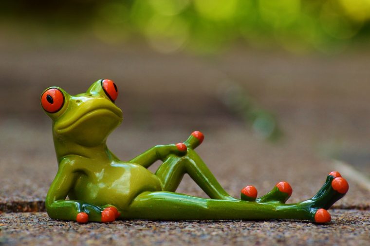frog-lying-relaxed-cute
